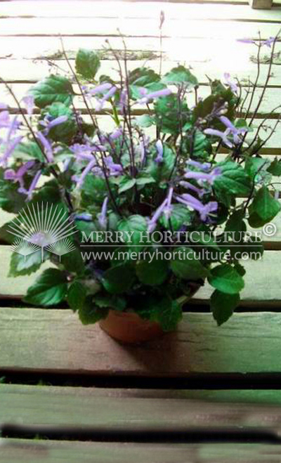 Plectranthus mona lavender